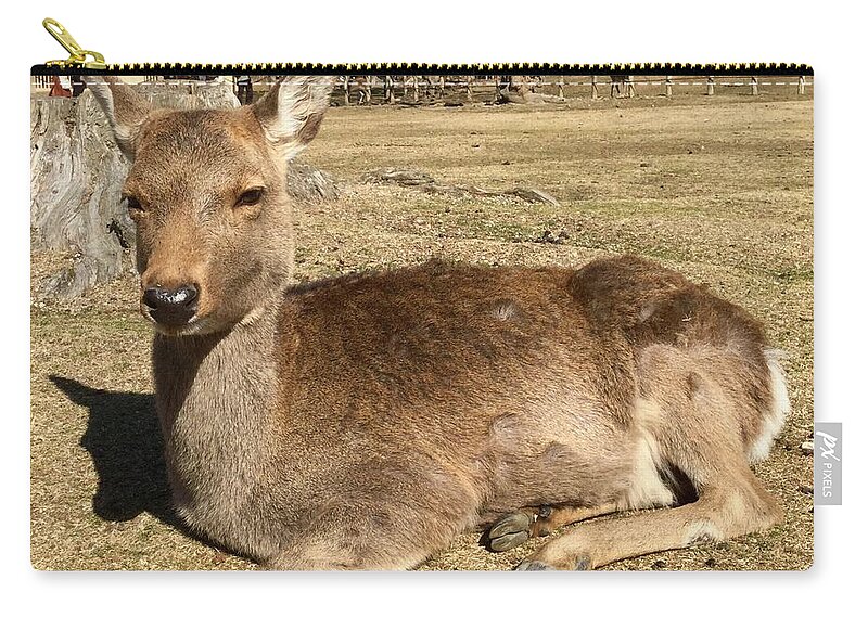 Deer Zip Pouch featuring the photograph Sitting deer #2 by Batabatabat Batayan