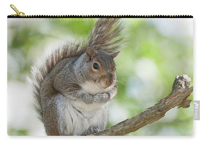 Eastern Grey Squirrel Zip Pouch featuring the photograph Eastern Grey Squirrel #2 by Diane Giurco
