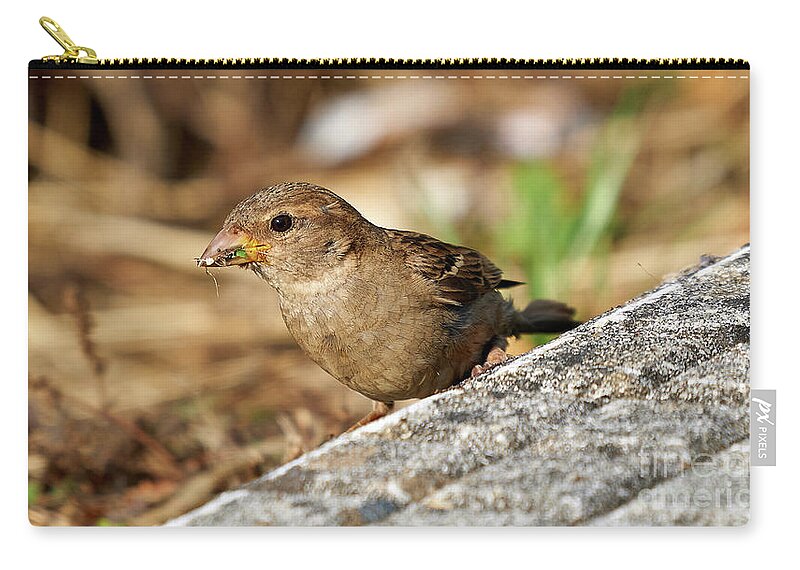 Branch Zip Pouch featuring the photograph House Sparrow Female Standing #2 by Pablo Avanzini