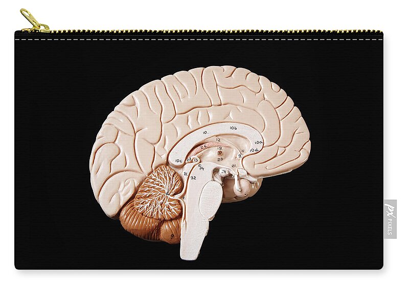 Black Background Carry-all Pouch featuring the photograph Human Brain by Richard Newstead