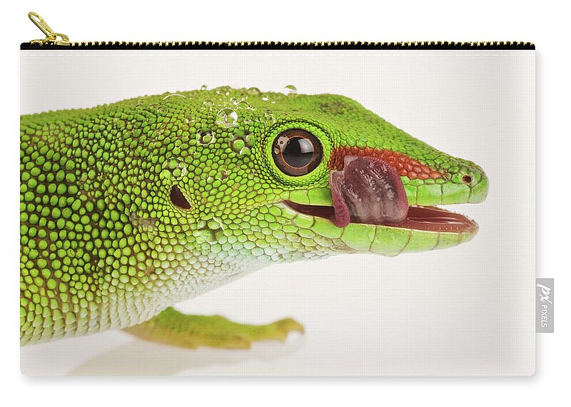 White Background Zip Pouch featuring the photograph Madagascar Day Gecko Against White #2 by Martin Harvey
