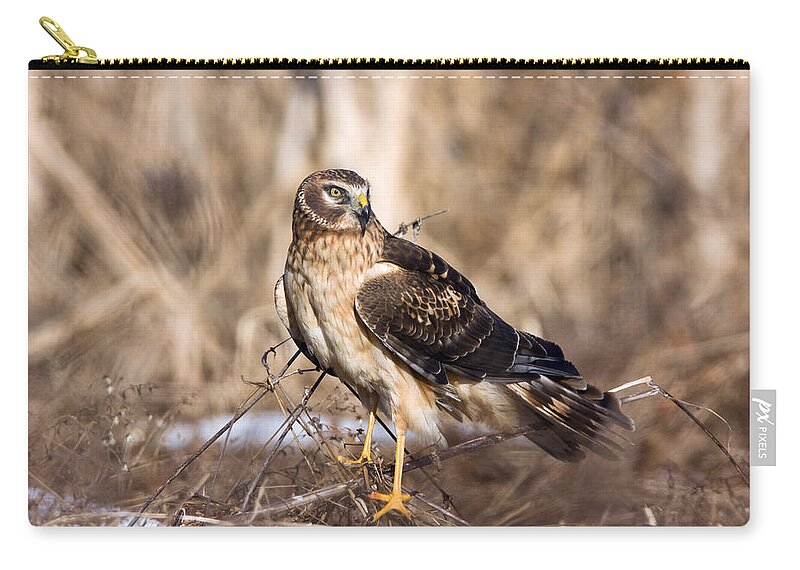 Accipitridae Zip Pouch featuring the photograph Northern Harrier #2 by James Zipp