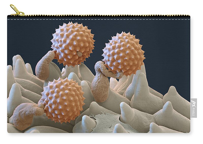 Ambrosia Zip Pouch featuring the photograph Pollen And Pollen Tubes, Sem by Oliver Meckes EYE OF SCIENCE