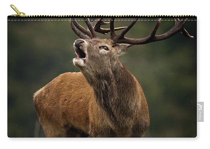 Rutting Zip Pouch featuring the photograph Red Deer #2 by Damiankuzdak