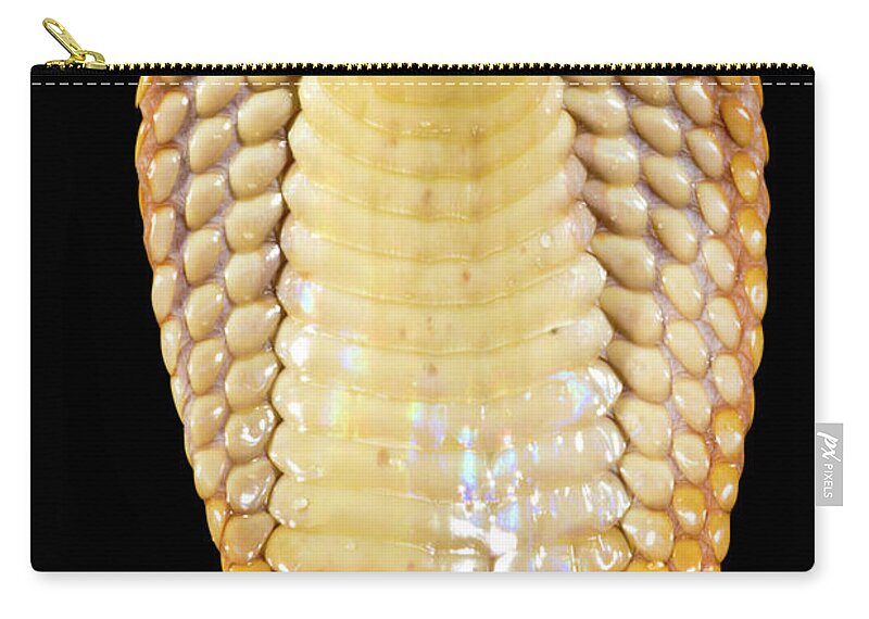 Aberrant Individual Zip Pouch featuring the photograph Sunset Morph Monacled Cobra Naja #2 by Dante Fenolio