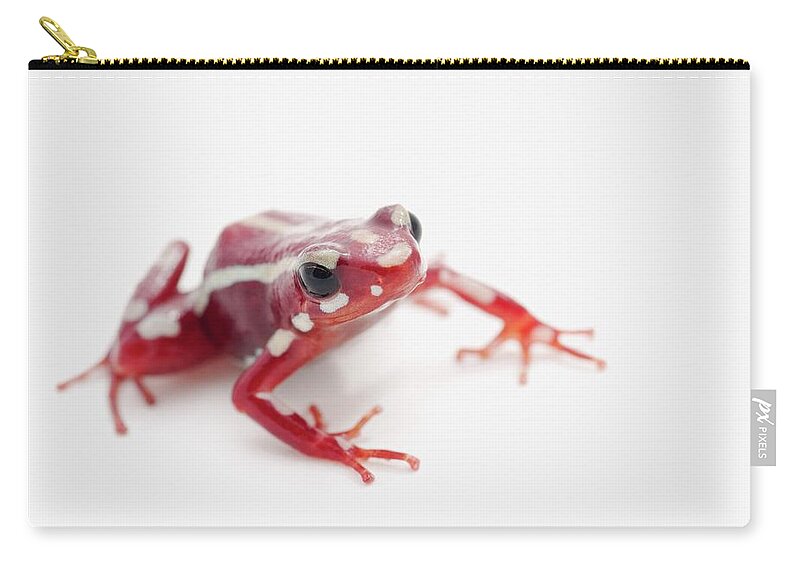 Risk Zip Pouch featuring the photograph White-striped Poison Dart Frog #2 by Design Pics / Corey Hochachka