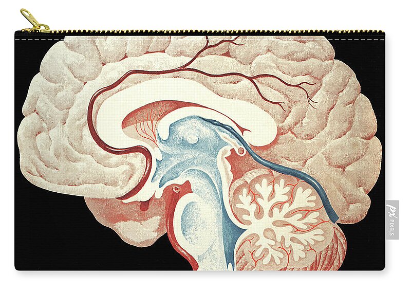 Anatomical Zip Pouch featuring the drawing Brain #20 by CSA Images