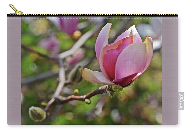 Magnolias Zip Pouch featuring the photograph 2019 Vernon Magnolia 1 by Janis Senungetuk