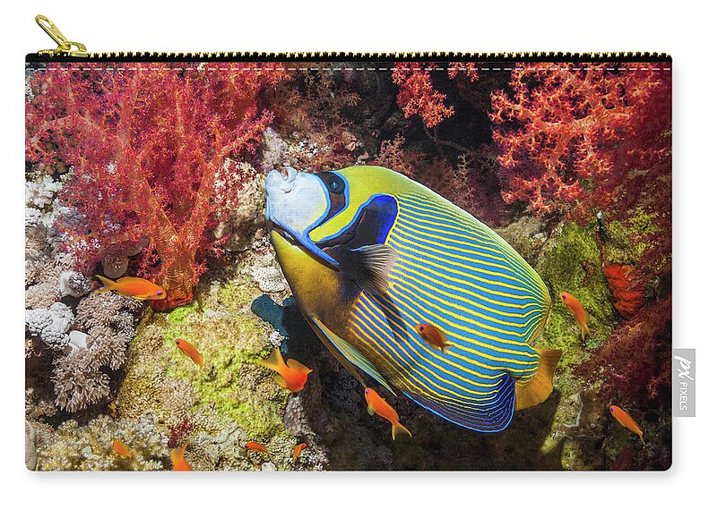 Lyre-tail Anthias Zip Pouch featuring the photograph Emperor Angelfish #21 by Georgette Douwma