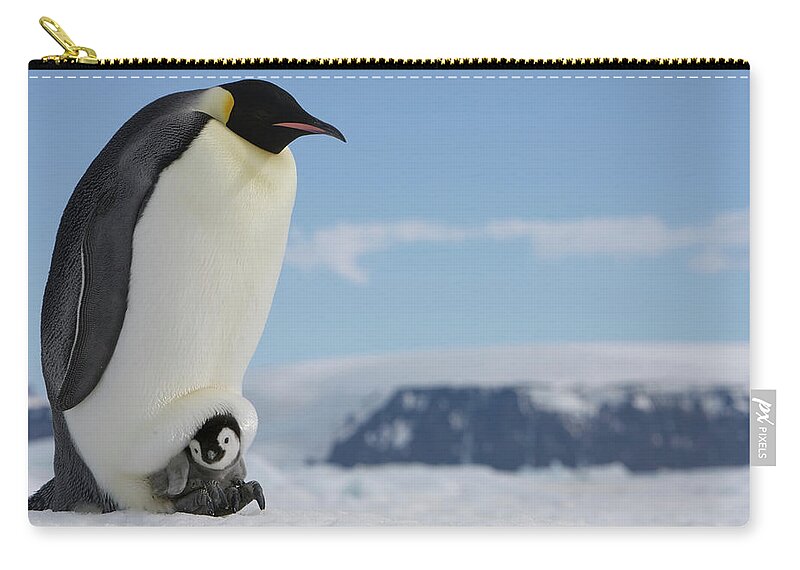 Emperor Penguin Zip Pouch featuring the photograph Antarctica, Snow Hill Island, Emperor #3 by Paul Souders