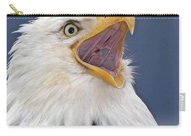Accipitridae Zip Pouch featuring the photograph Bald Eagle #3 by James Zipp