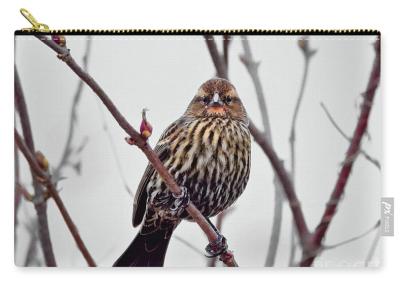 Song Sparrow Zip Pouch featuring the photograph I See You #3 by Scott Cameron