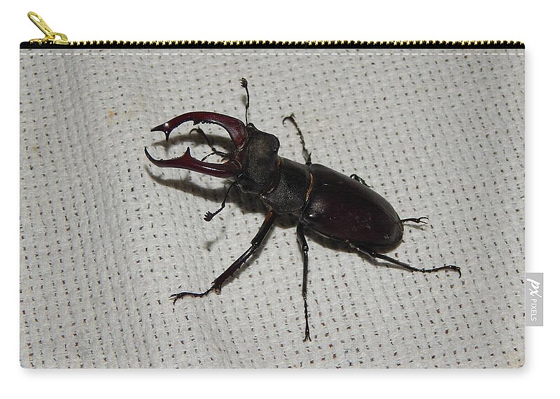 Beetle Zip Pouch featuring the photograph Large beetle stag beetle insects #3 by Oleg Prokopenko