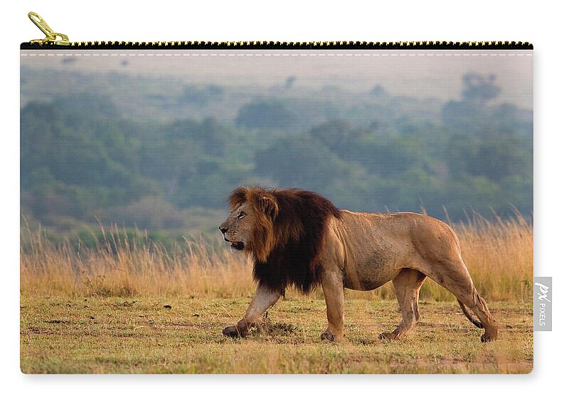 Kenya Zip Pouch featuring the photograph Prowling Lion #3 by Wldavies