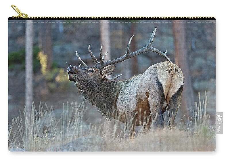 Bull Elk Zip Pouch featuring the photograph Rocky Mountain Bull Elk Bugling #3 by Gary Langley