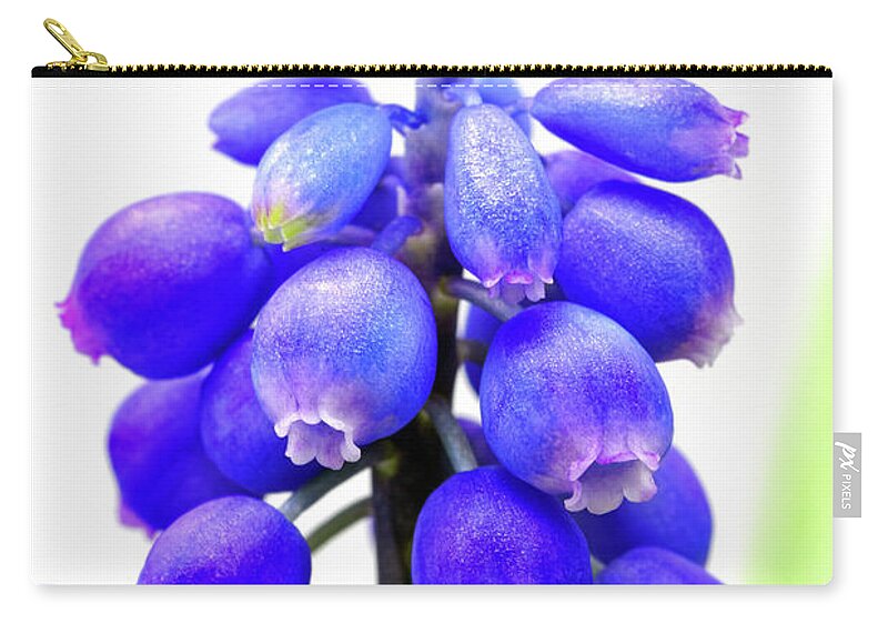 Tiny Zip Pouch featuring the photograph tiny blue bell cluster Grape hyacinth by Robert C Paulson Jr