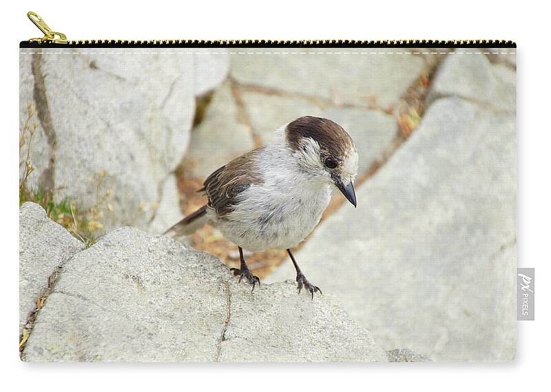 Jay Zip Pouch featuring the photograph Camprobber - the Gray Jay #4 by Steve Estvanik
