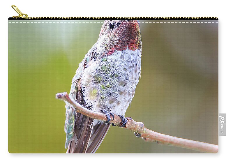 Animal Zip Pouch featuring the photograph Male Anna's Hummingbird by Briand Sanderson