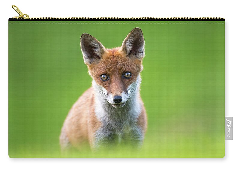 England Zip Pouch featuring the photograph Red Fox Cub Portrait #5 by James Warwick