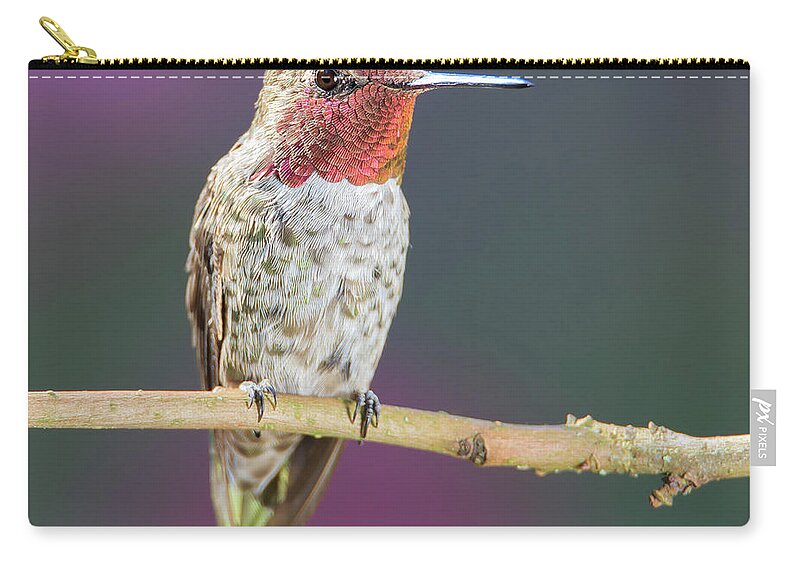 Animal Zip Pouch featuring the photograph Male Anna's Hummingbird #6 by Briand Sanderson