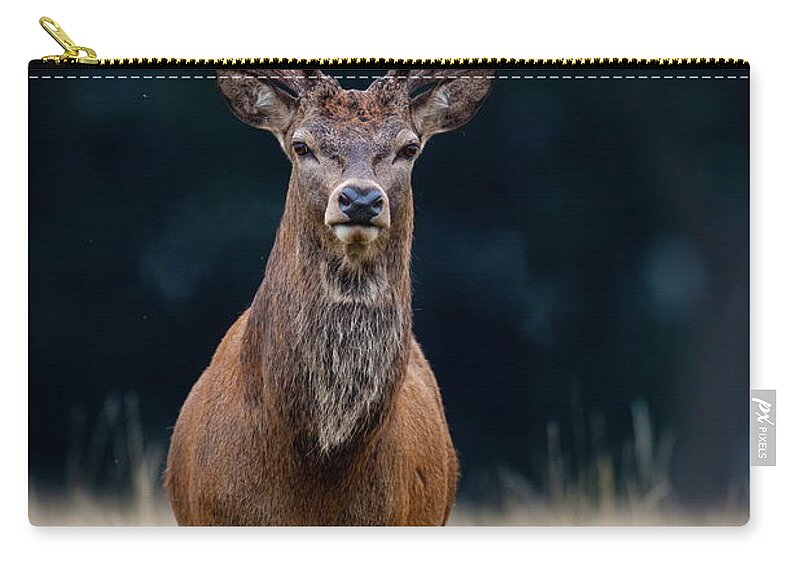 Rutting Zip Pouch featuring the photograph Red Deer by Damiankuzdak
