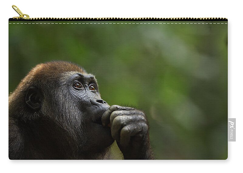 Male Animal Zip Pouch featuring the photograph Western Lowland Gorilla Juvenile Male #7 by Anup Shah
