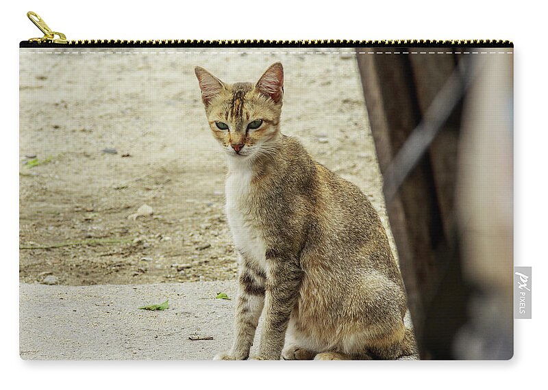  Zip Pouch featuring the photograph A Beautiful Female Cat #9 by Mangge Totok