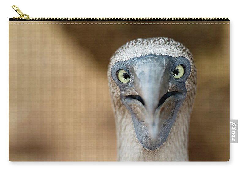 One Animal Zip Pouch featuring the photograph A Blue-footed Booby Staring by Keith Levit / Design Pics