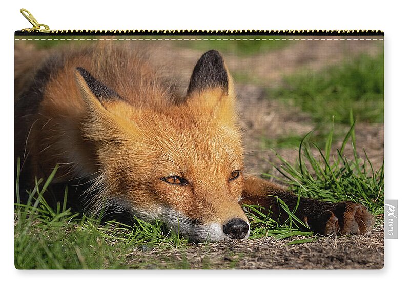 Fox Zip Pouch featuring the photograph A Place in the Sun by Jack Bell