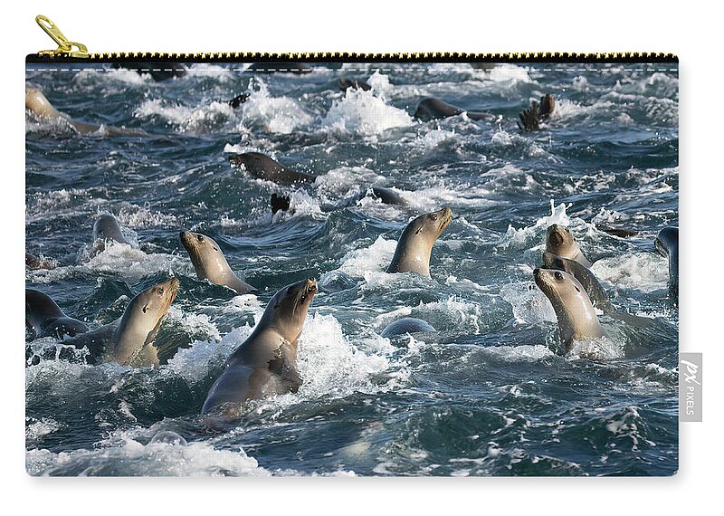 California Zip Pouch featuring the photograph A Raft of Sea Lions by Cheryl Strahl