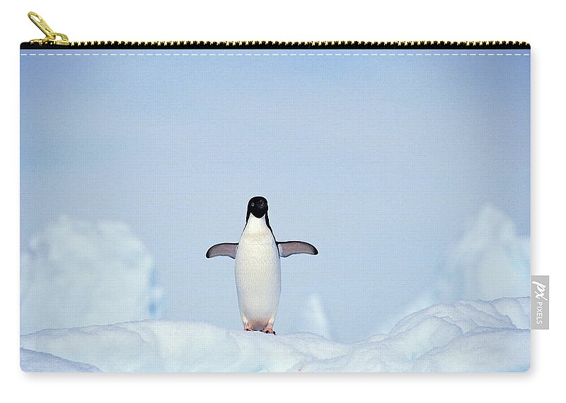 Snow Zip Pouch featuring the photograph Adelie Penguin Pygoscelis Adeliae by Frans Lemmens