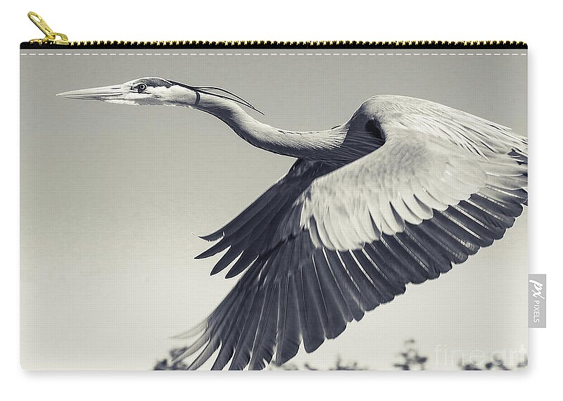 America Zip Pouch featuring the photograph Adult Great Blue Heron close up Flight by Stefano Senise