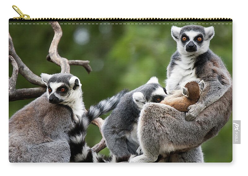 Animal Themes Zip Pouch featuring the photograph Adult Ring Tailed Lemurs And Baby by Geri Lavrov