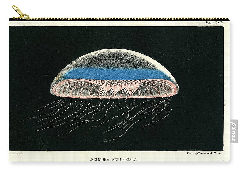 Æquorea Forbesiana Zip Pouch featuring the mixed media Aequorea Forbesiana by Philip Henry Gosse