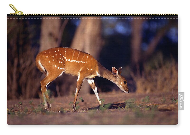 https://render.fineartamerica.com/images/rendered/default/flat/pouch/images/artworkimages/medium/2/african-bushbuck-antelope-anim030-00301-kevin-russell.jpg?&targetx=0&targety=-20&imagewidth=777&imageheight=514&modelwidth=777&modelheight=474&backgroundcolor=0A0713&orientation=0&producttype=pouch-regularbottom-medium