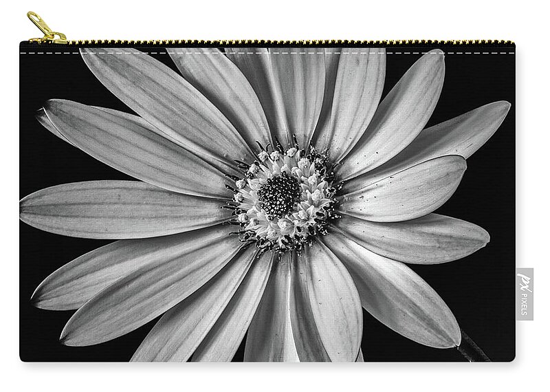 Osteospermum Zip Pouch featuring the photograph African Daisy 1 by Nigel R Bell