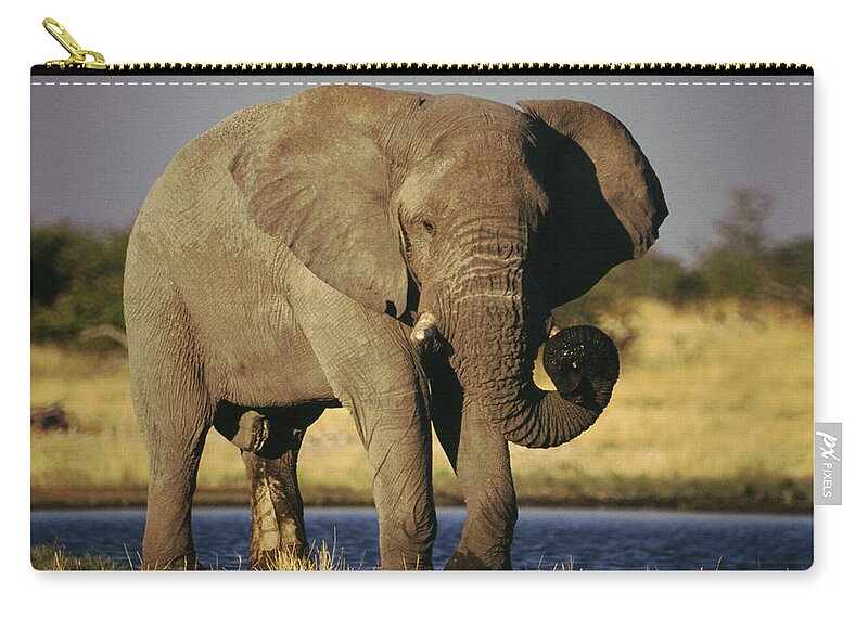 Animal Themes Zip Pouch featuring the photograph African Elephant, Etosha National Park by Gannet77