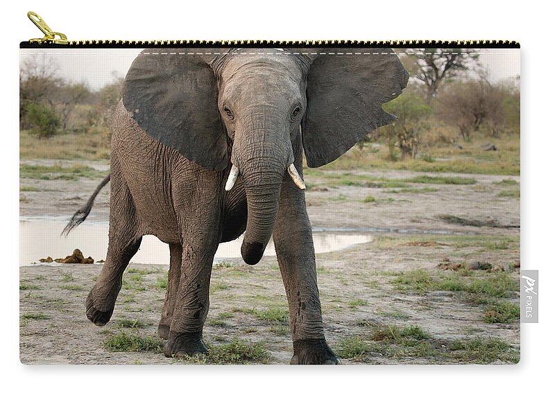 Botswana Zip Pouch featuring the photograph African Elephant Mock Charging by Soopysue