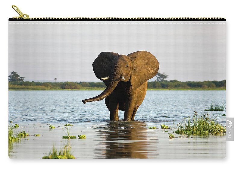 Animal Trunk Zip Pouch featuring the photograph African Elephant Walking In The Water by Seppfriedhuber