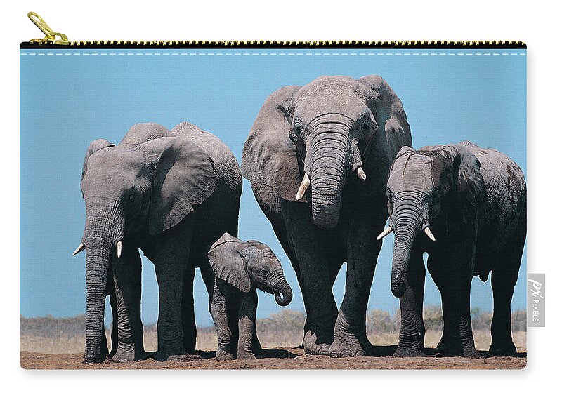 Non-urban Scene Zip Pouch featuring the photograph African Elephants Loxodonta Africana by Digital Vision.