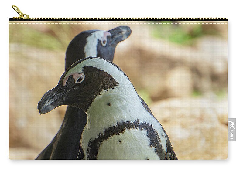 African Penguins Zip Pouch featuring the photograph African Penguins Posing by Jason Fink