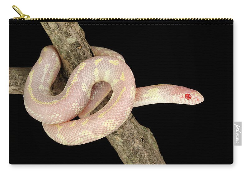 Albinic Zip Pouch featuring the photograph Albino California Kingsnake by David Kenny