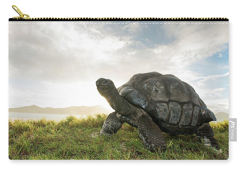 Tranquility Zip Pouch featuring the photograph Aldabra Giant Tortoise At Edge Of Beach by James Warwick