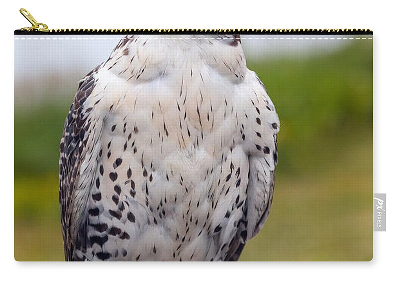 Photography Zip Pouch featuring the photograph Alert Prairie Falcon by Alma Danison