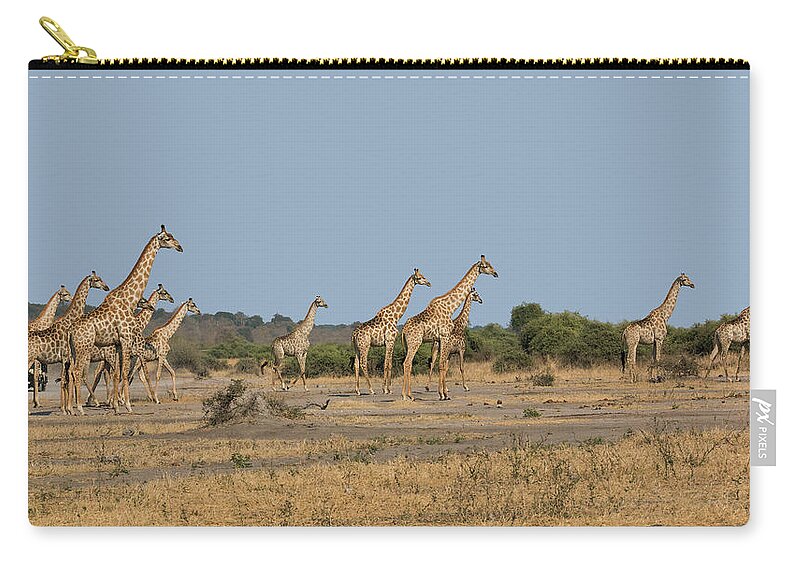 Giraffe Zip Pouch featuring the photograph Alerted Giraffes by Claudio Maioli