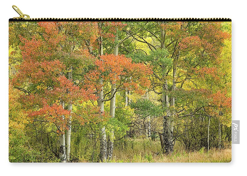 Aspens Zip Pouch featuring the photograph All Autumn Colors by Denise Bush