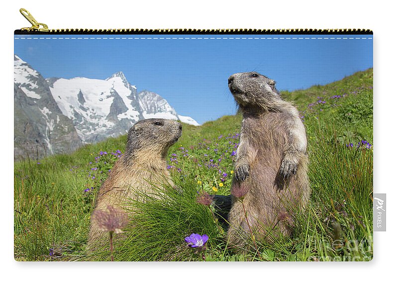 Two Zip Pouch featuring the photograph Alpine Marmot Pair by Arterra Picture Library