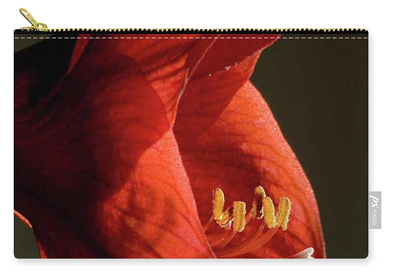 Amaryllis Zip Pouch featuring the photograph Amaryllis, Detail by Unknown