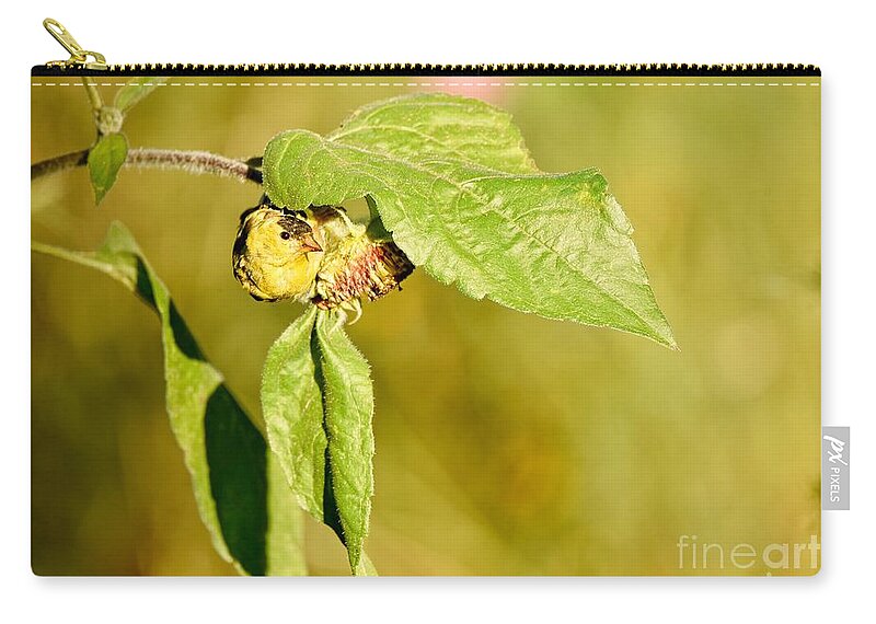 Bird Zip Pouch featuring the photograph American Goldfinch 2 by Heather Hubbard