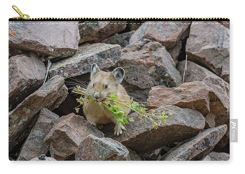 Jeff Foott Zip Pouch featuring the photograph American Pika Collecting by Jeff Foott